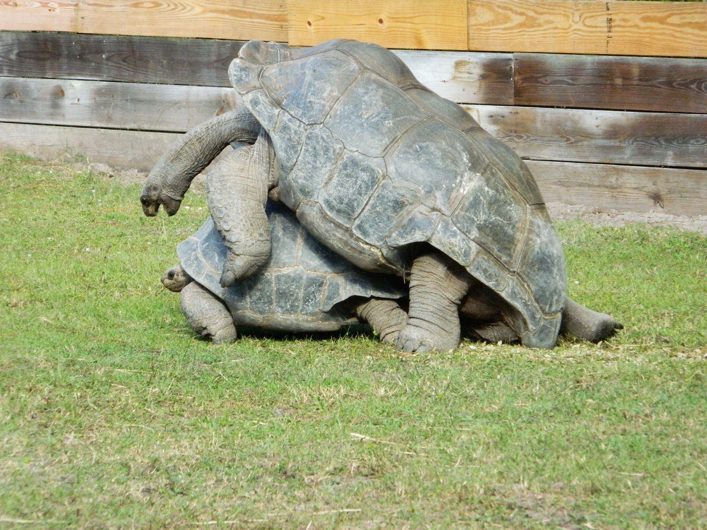 ALDABRA BREEDER