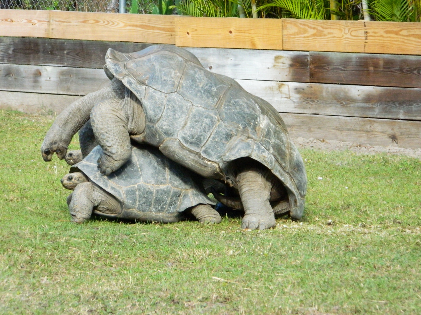 ALDABRA BREEDER