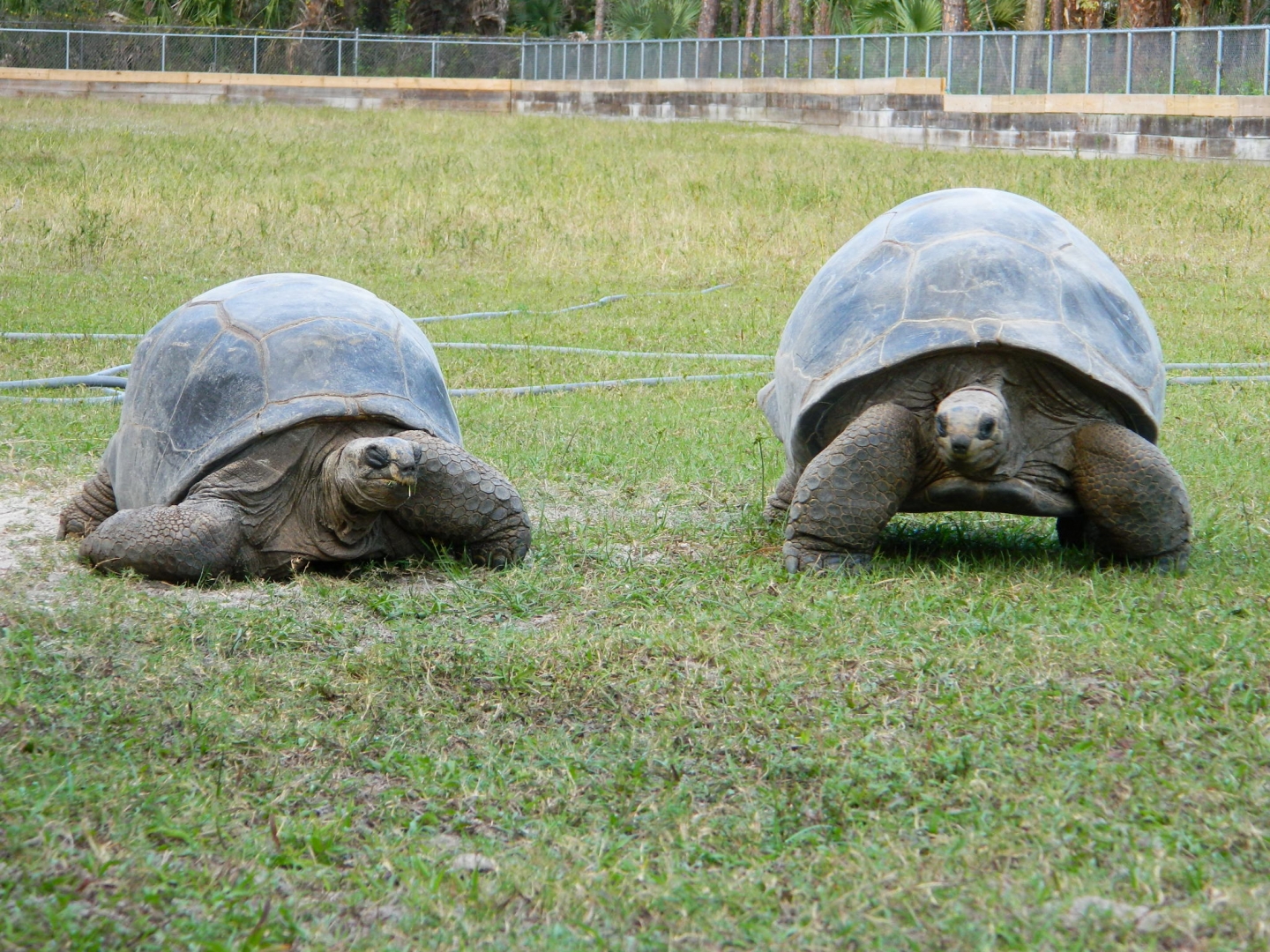 ALDABRA BREEDER