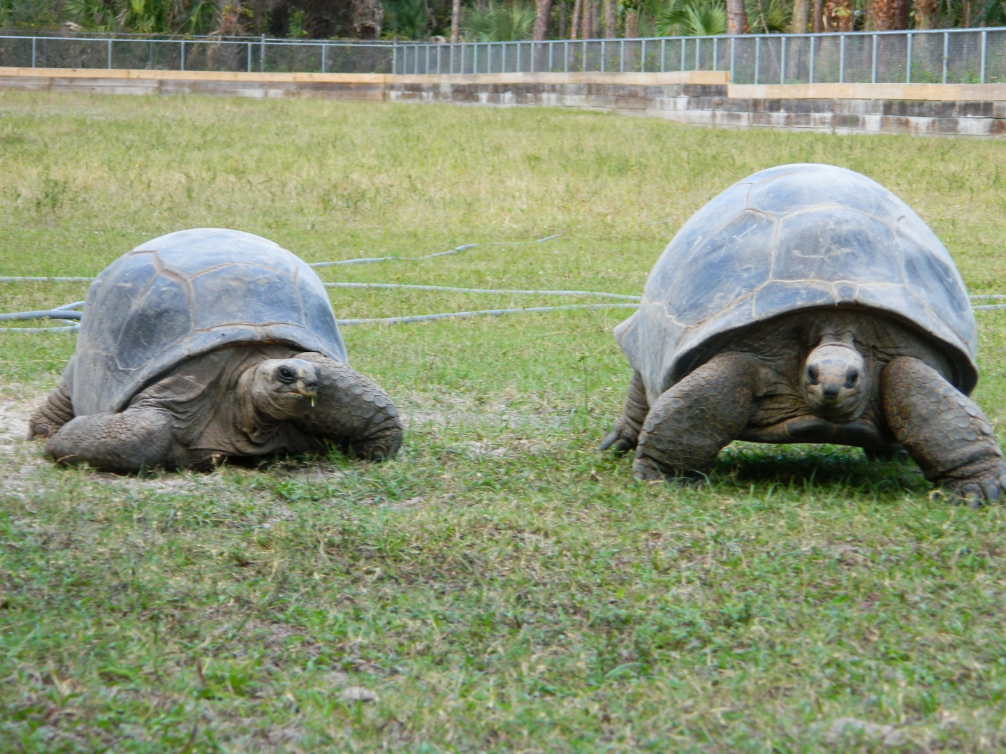 ALDABRA BREEDER