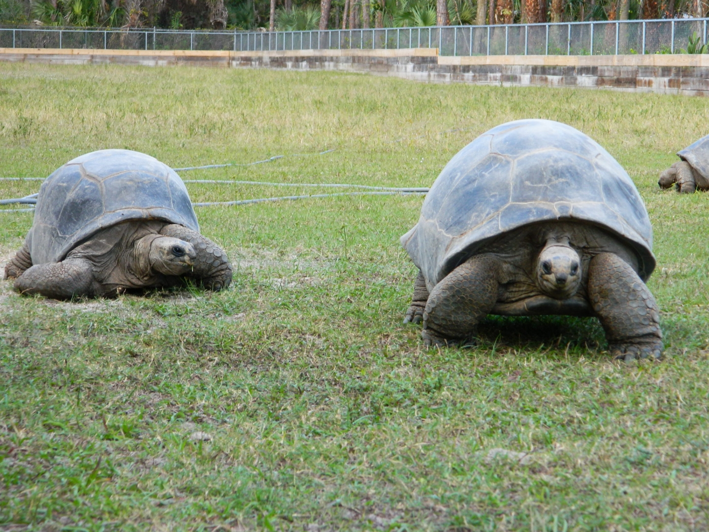ALDABRA BREEDER
