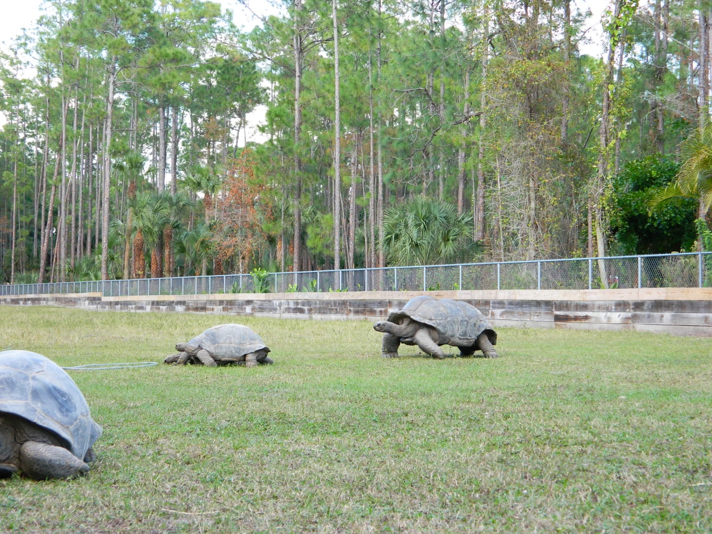 ALDABRA BREEDER