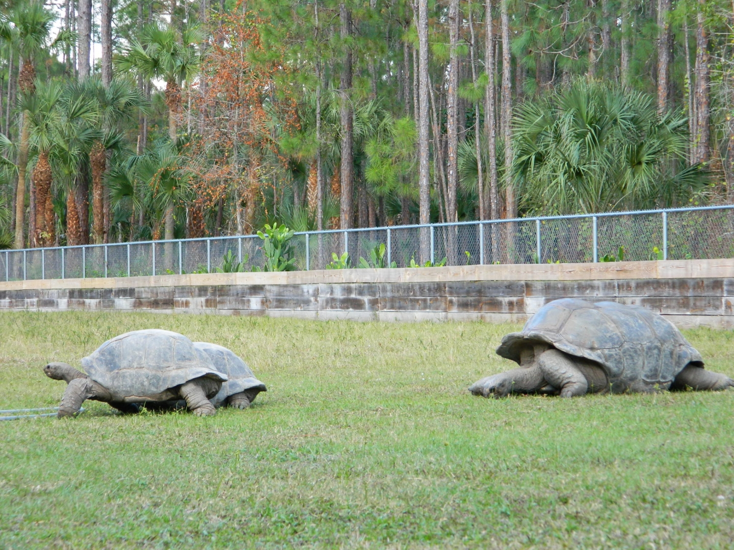 ALDABRA BREEDER