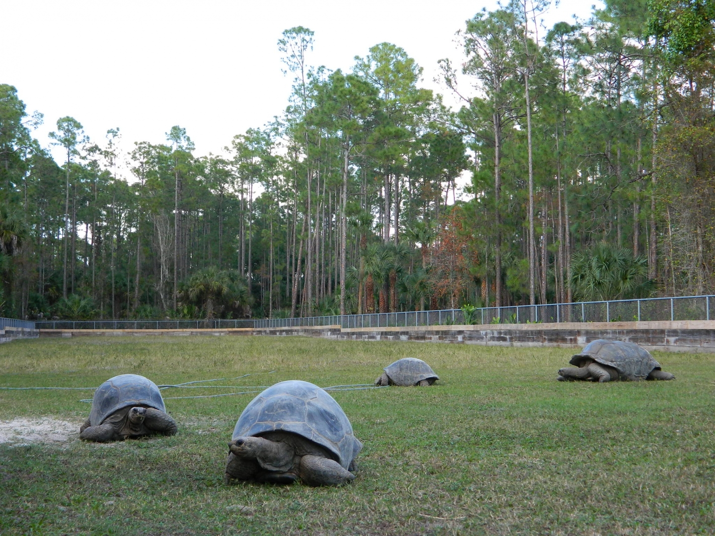 ALDABRA BREEDER