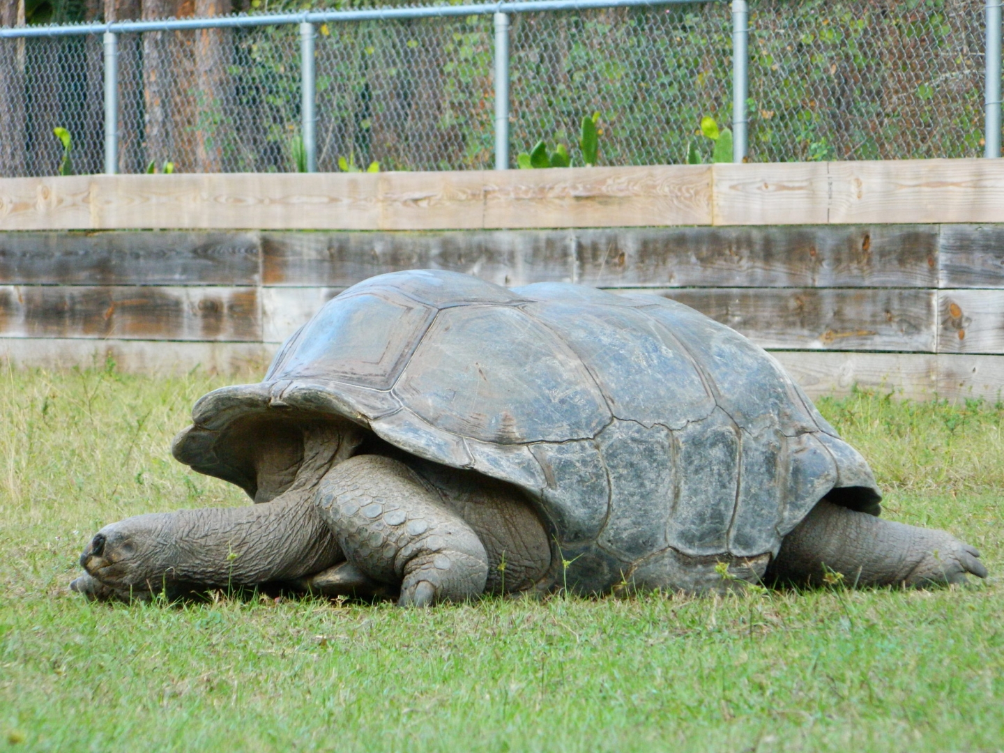 ALDABRA BREEDER