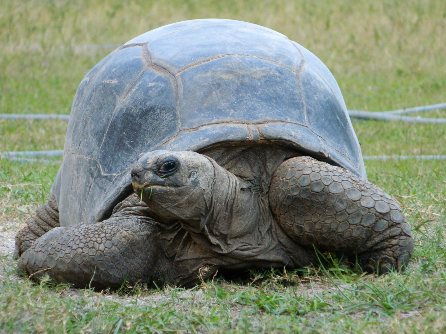 ALDABRA BREEDER