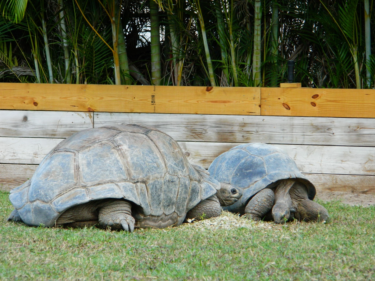 ALDABRA BREEDER