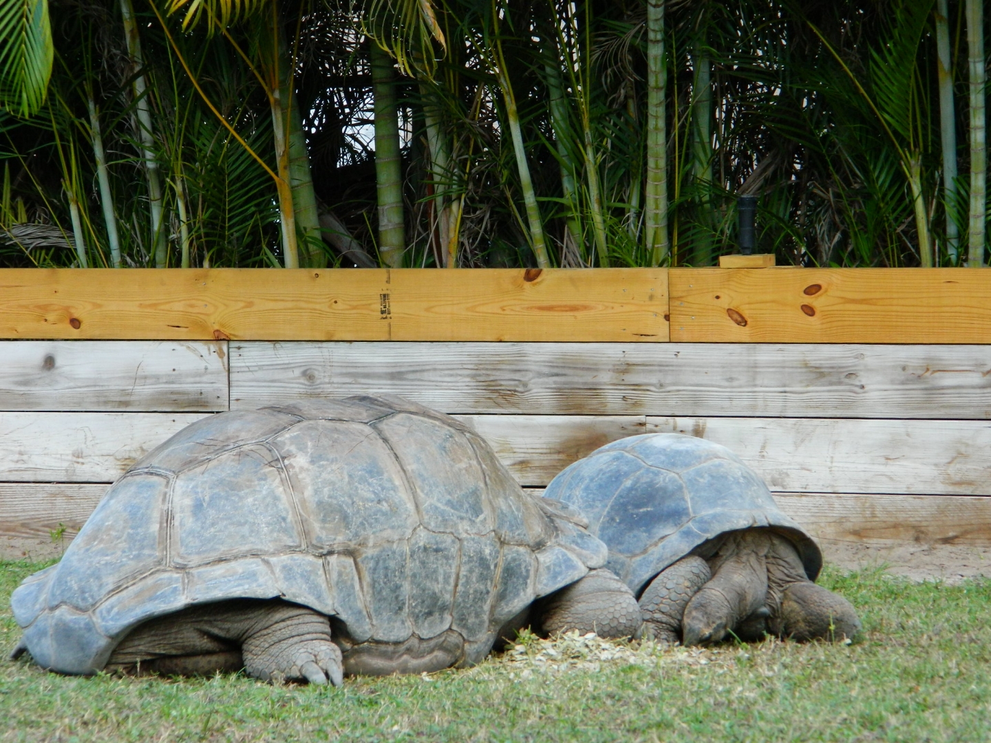 ALDABRA BREEDER