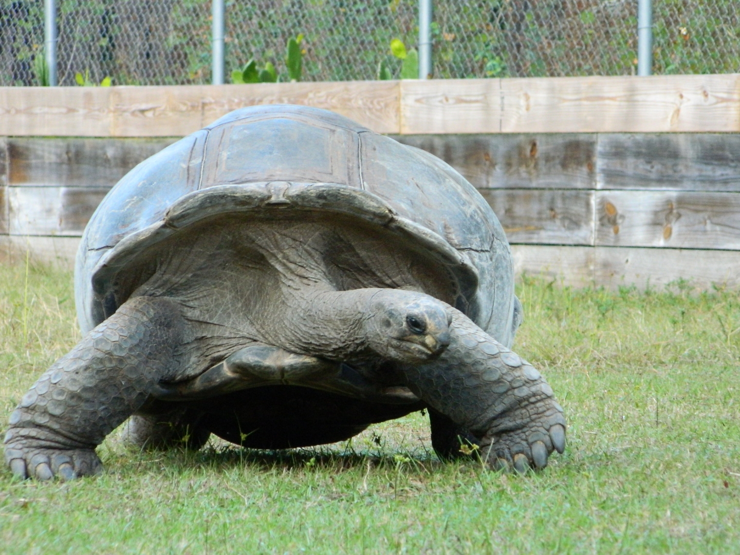 ALDABRA BREEDER