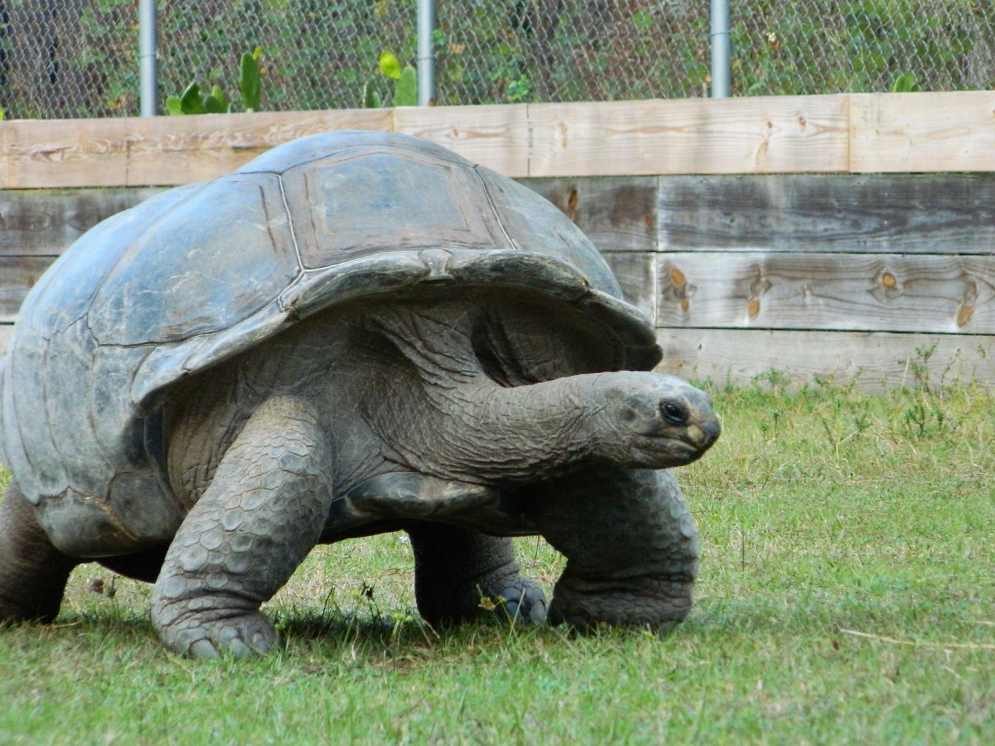 ALDABRA BREEDER