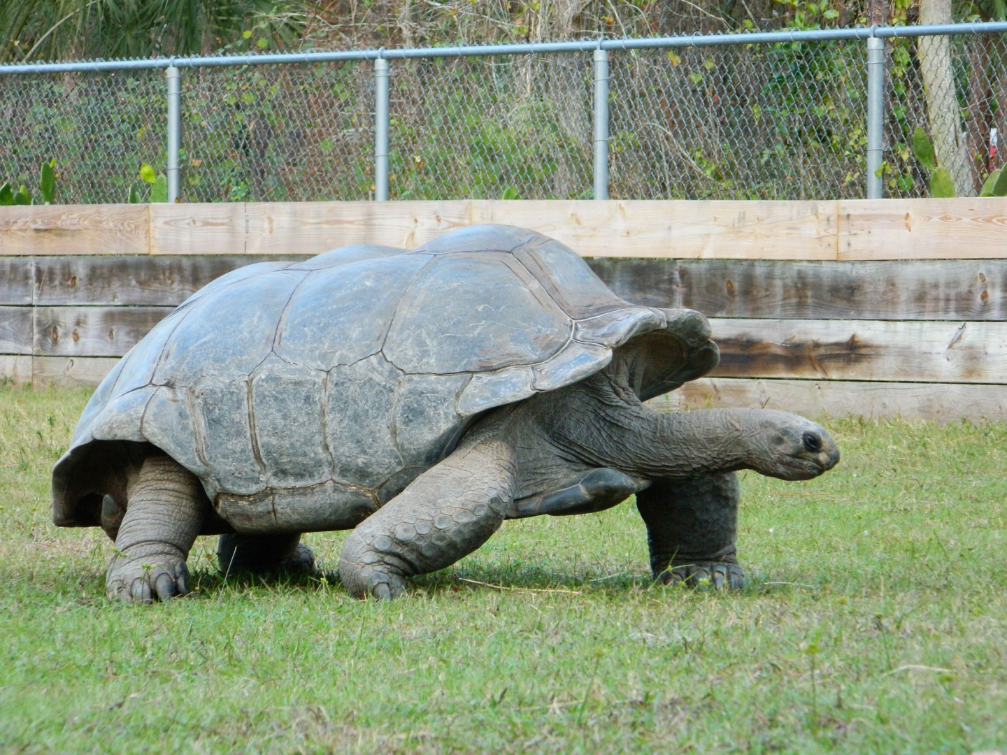 ALDABRA BREEDER