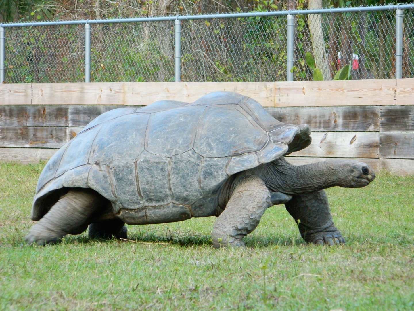 ALDABRA BREEDER