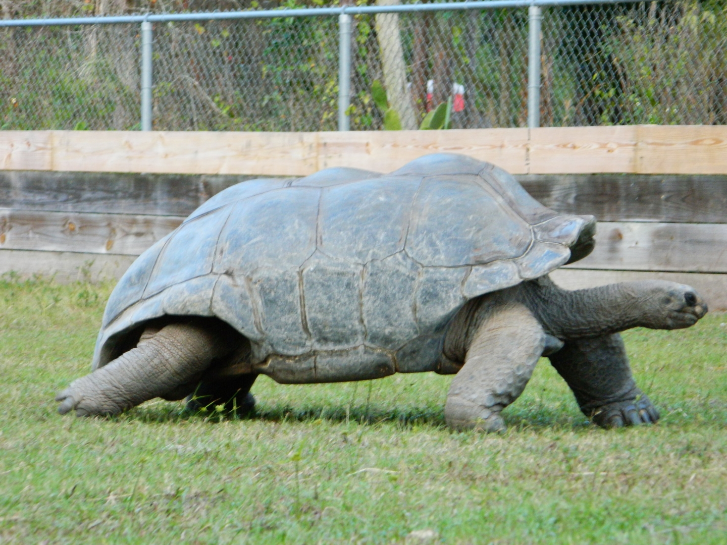 ALDABRA BREEDER