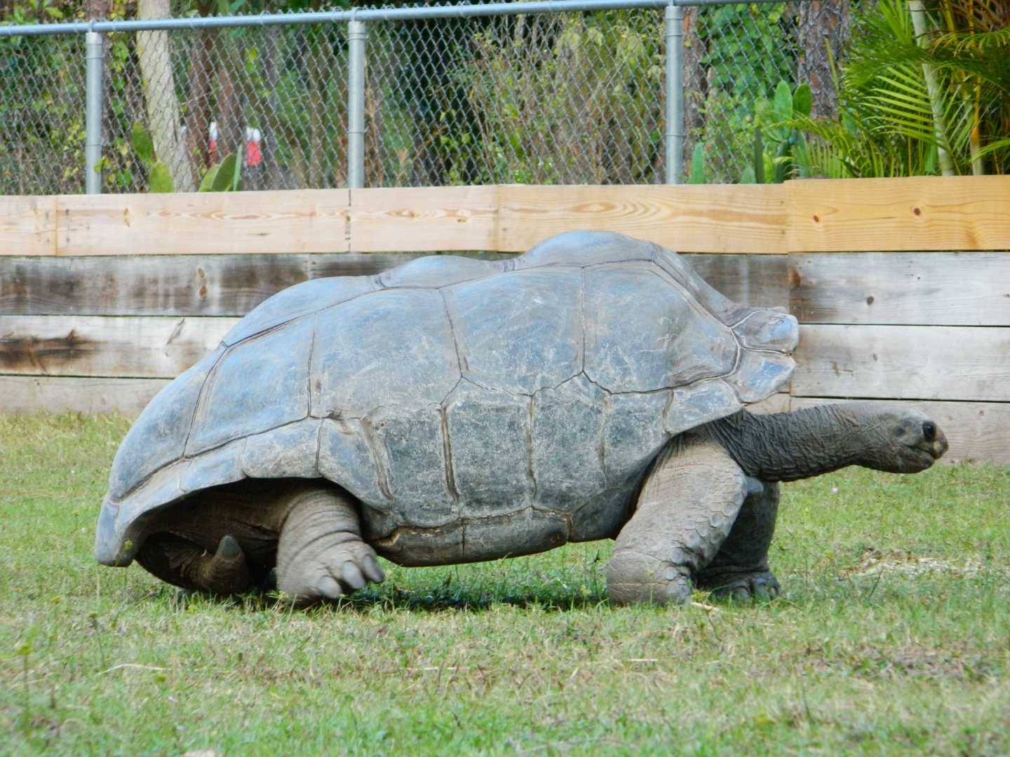 ALDABRA BREEDER
