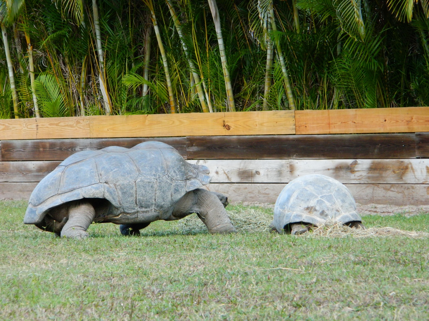ALDABRA BREEDER