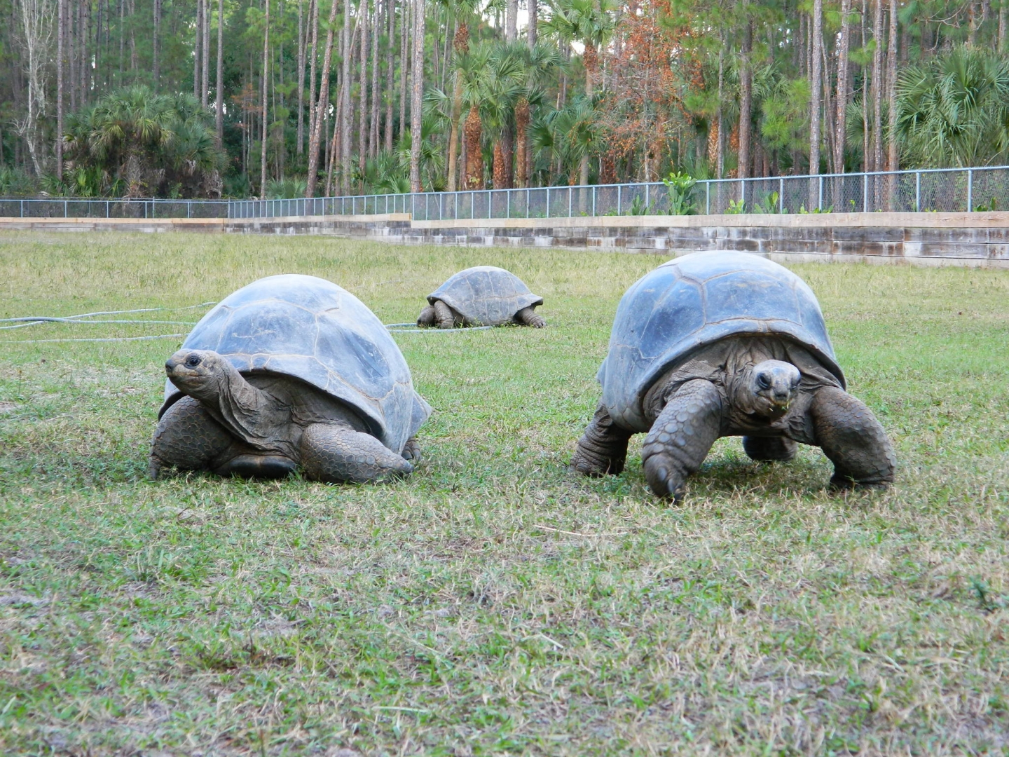 ALDABRA BREEDER