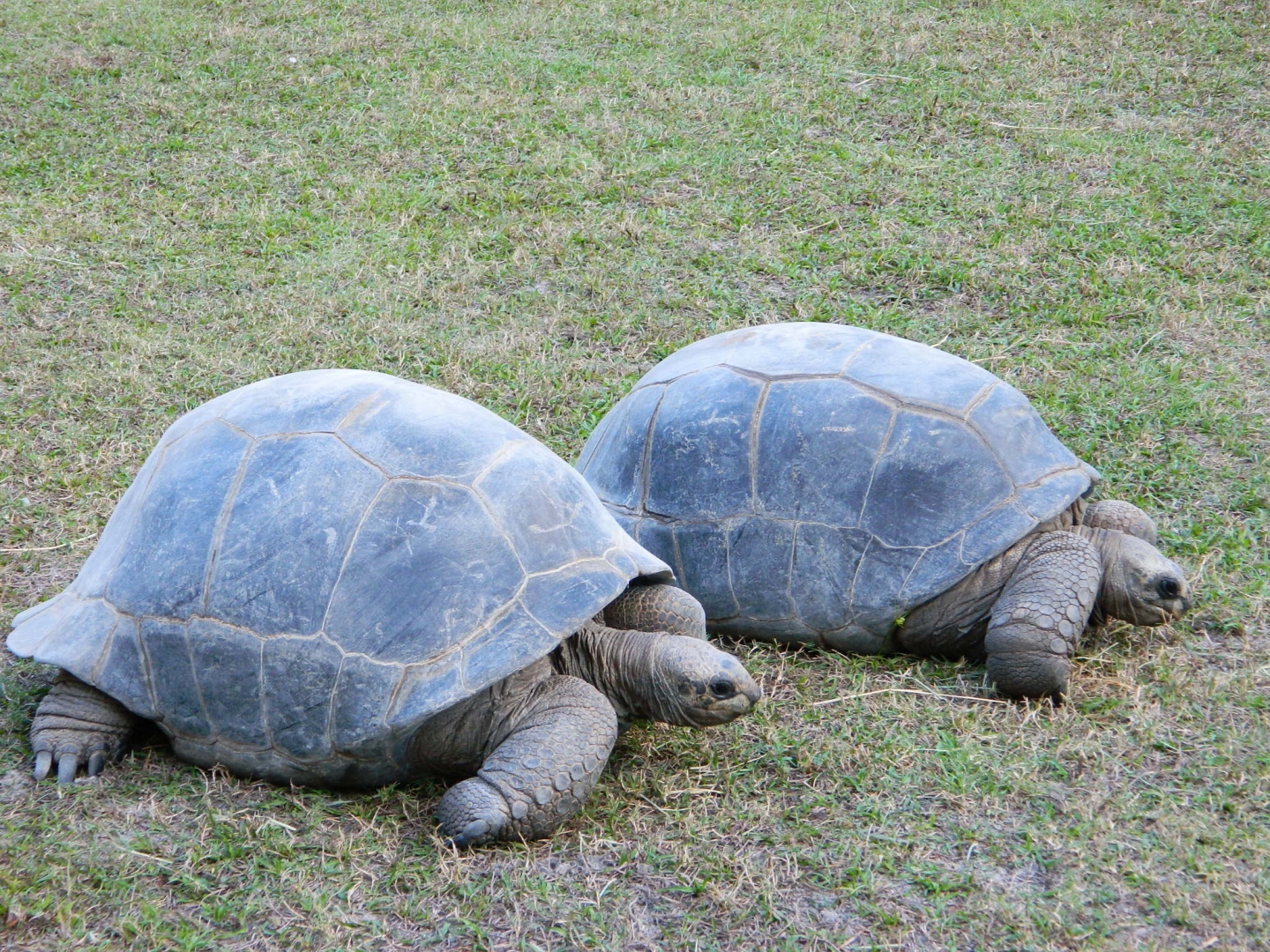 ALDABRA BREEDER