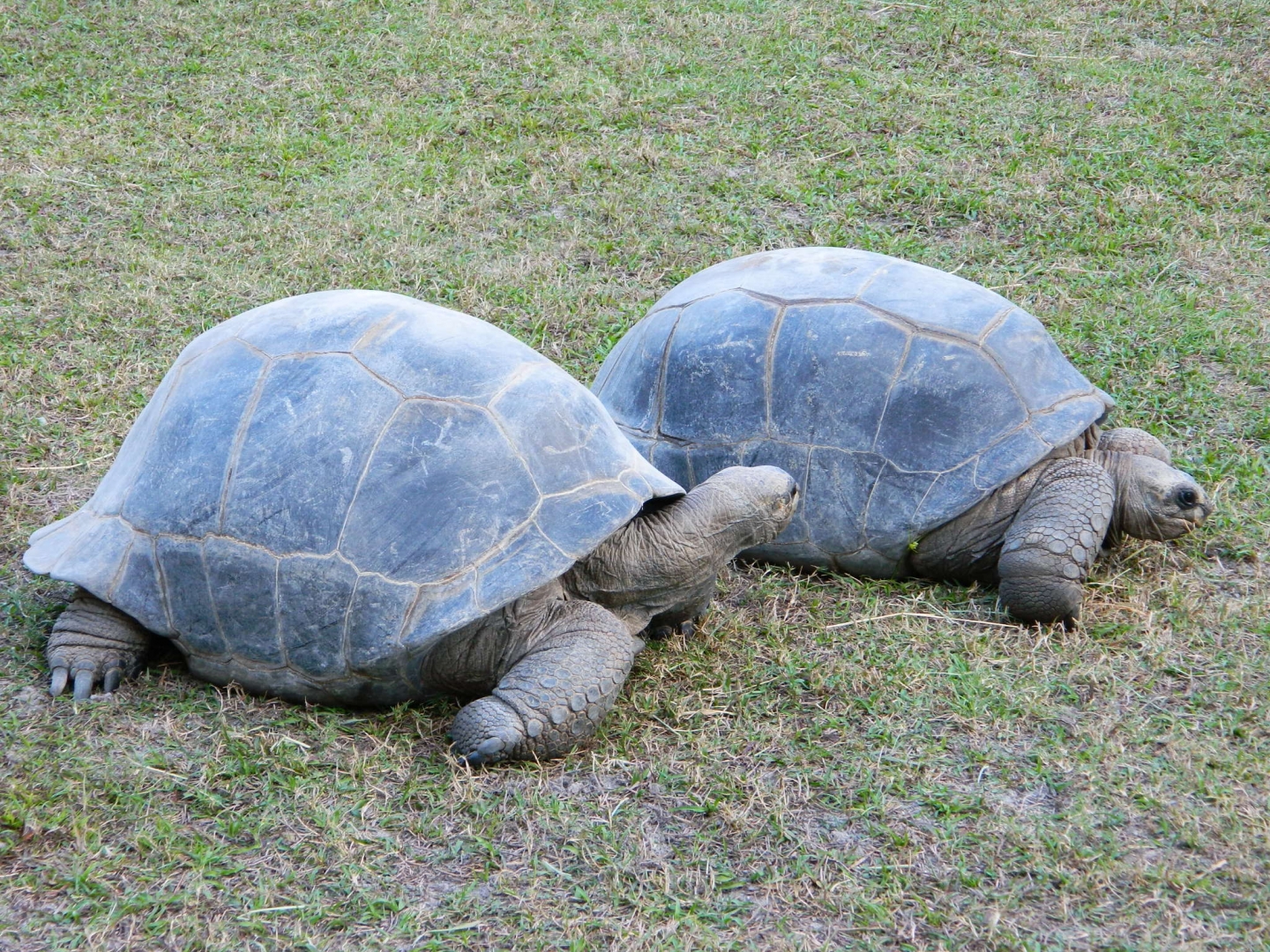 ALDABRA BREEDER