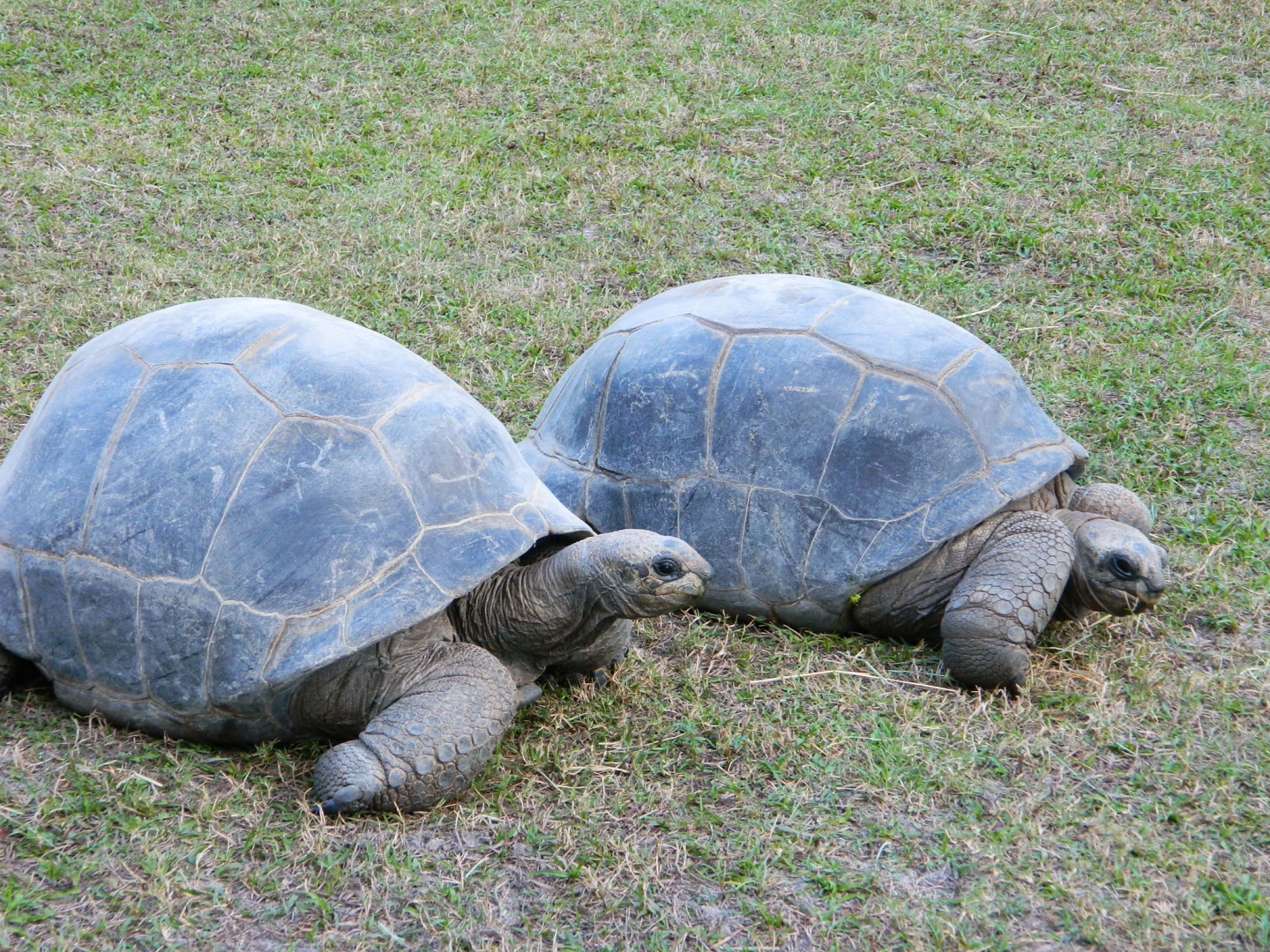 ALDABRA BREEDER