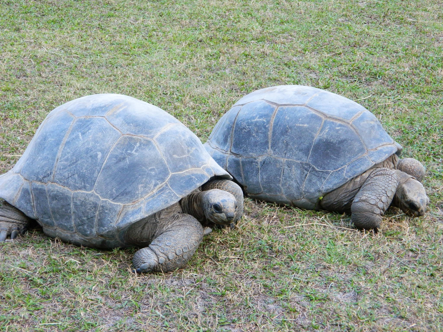ALDABRA BREEDER