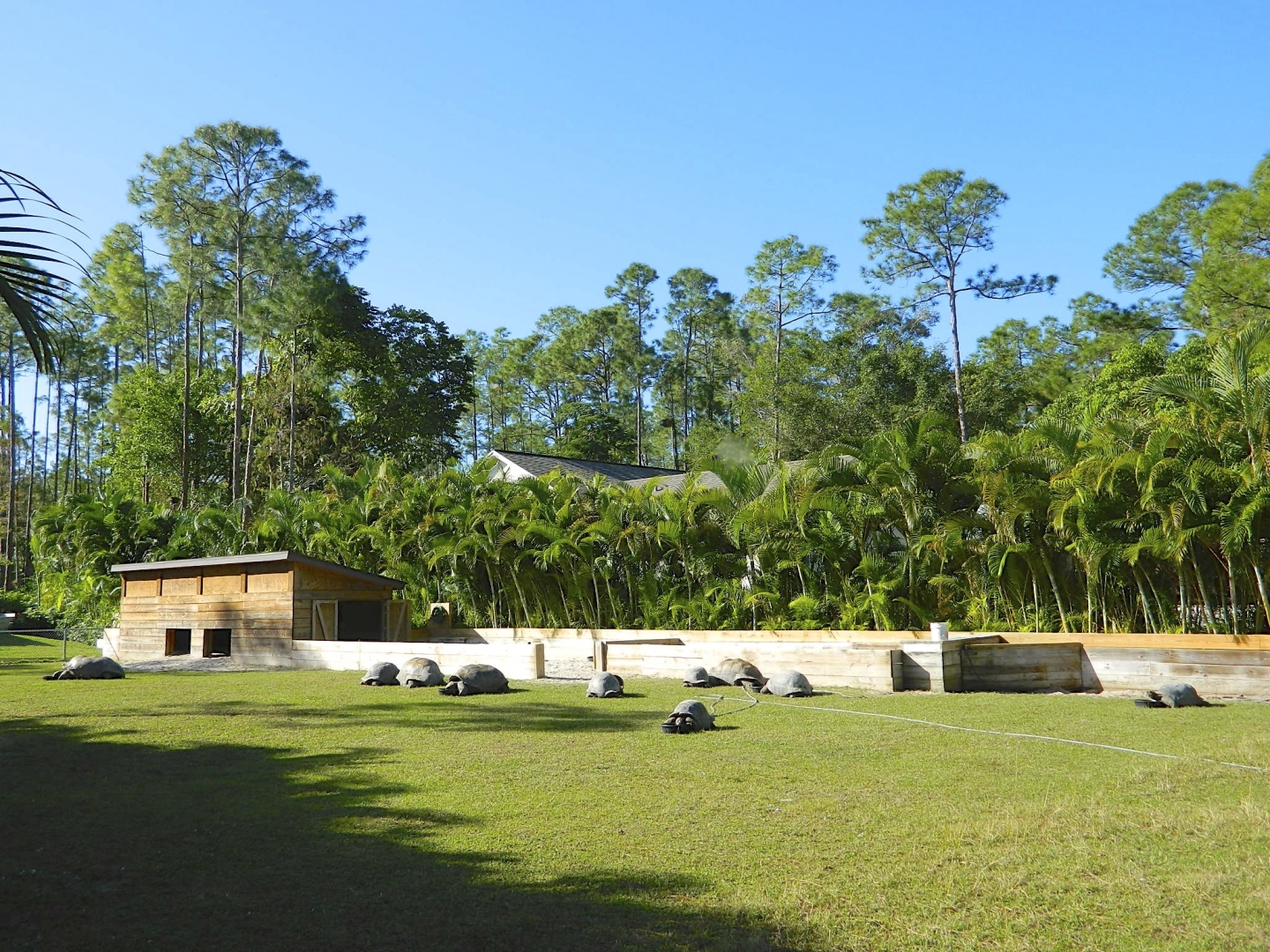 ALDABRA BREEDER