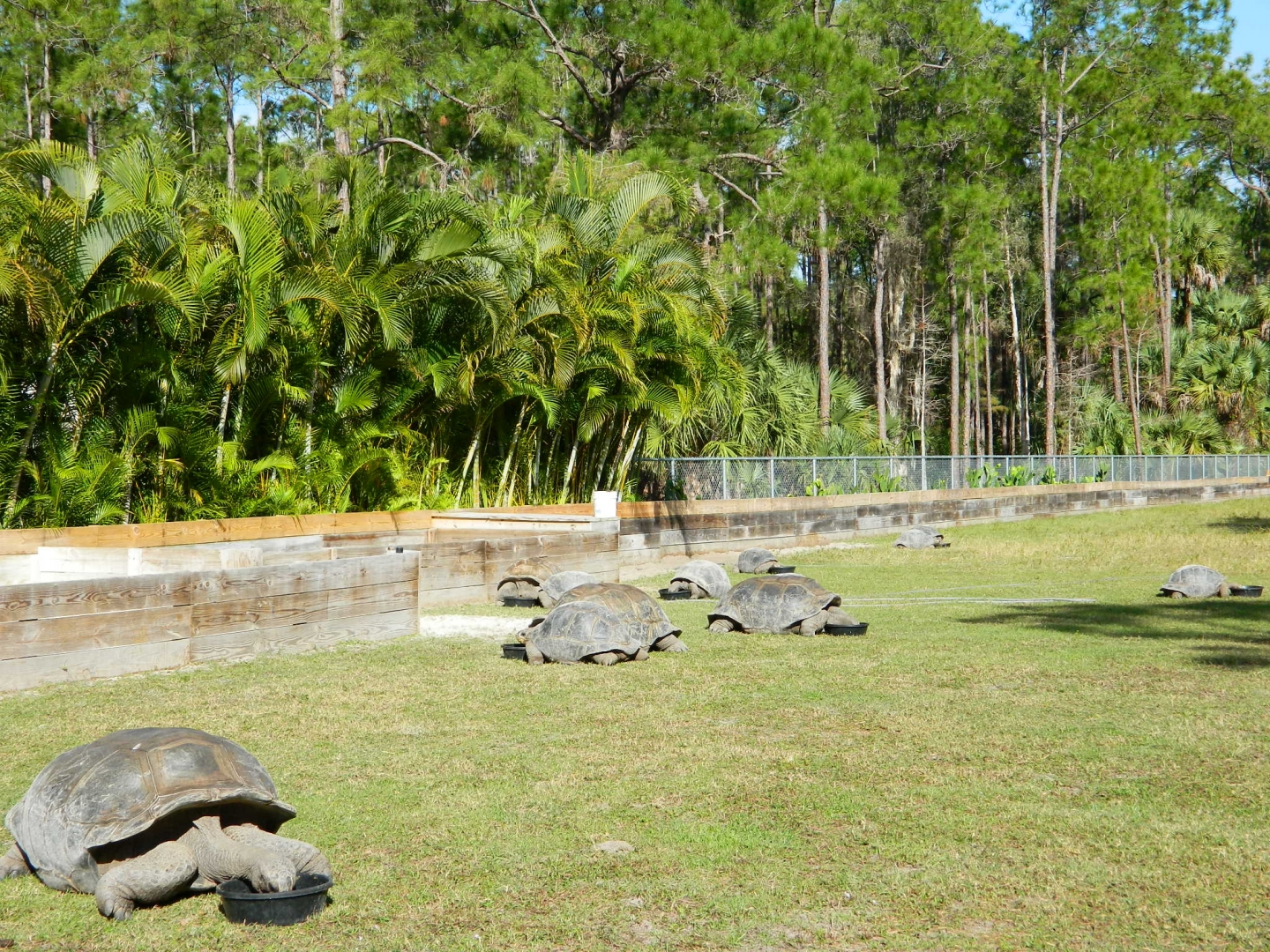 ALDABRA BREEDER