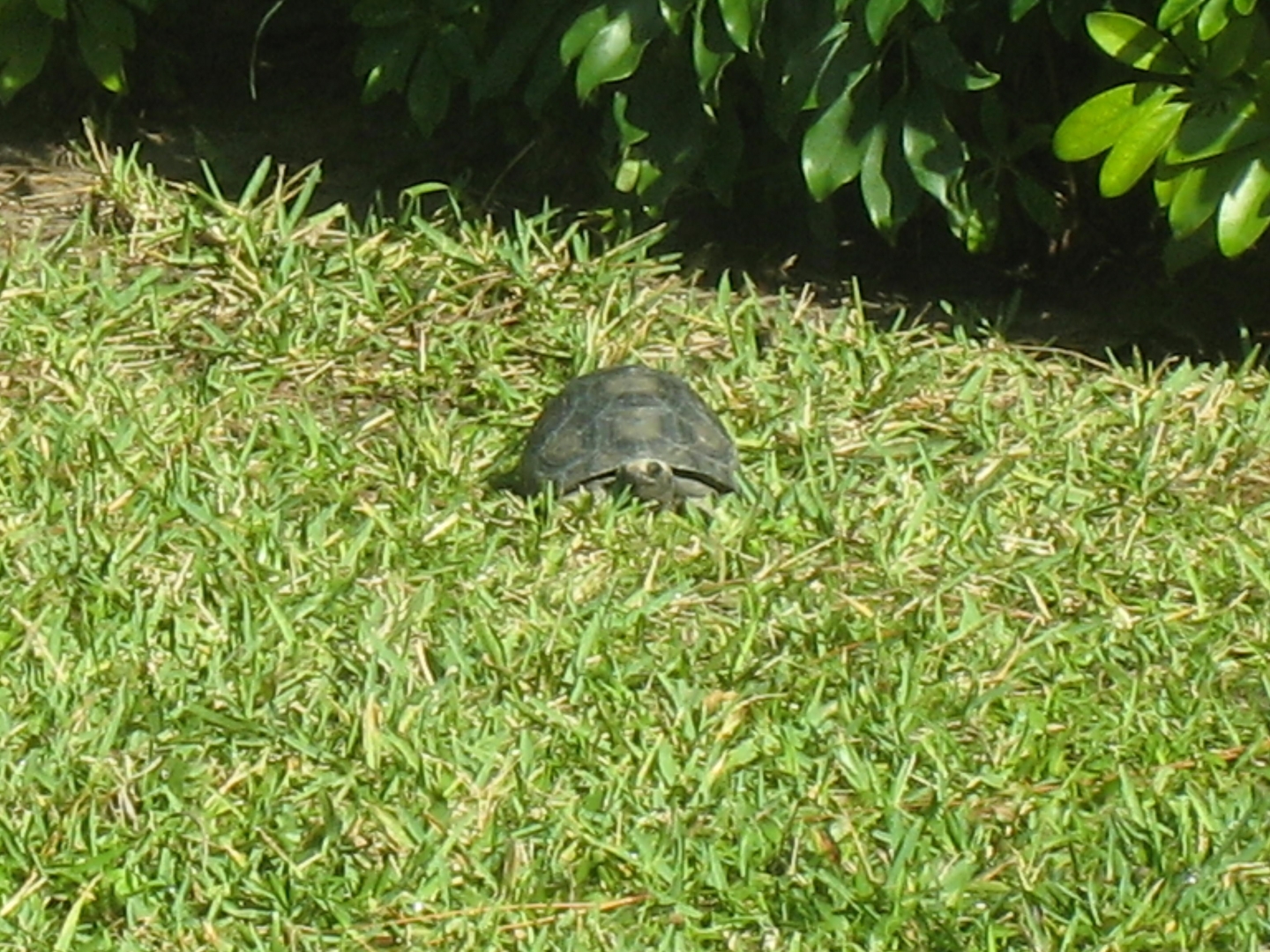 ALDABRA BREEDER