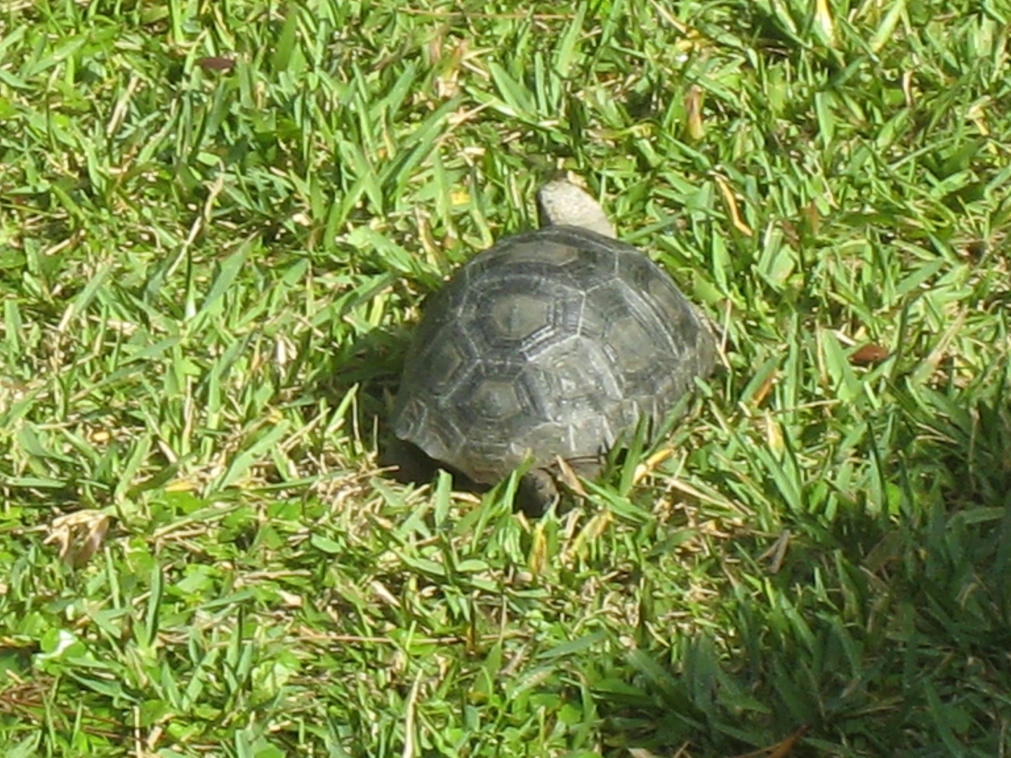 ALDABRA BREEDER