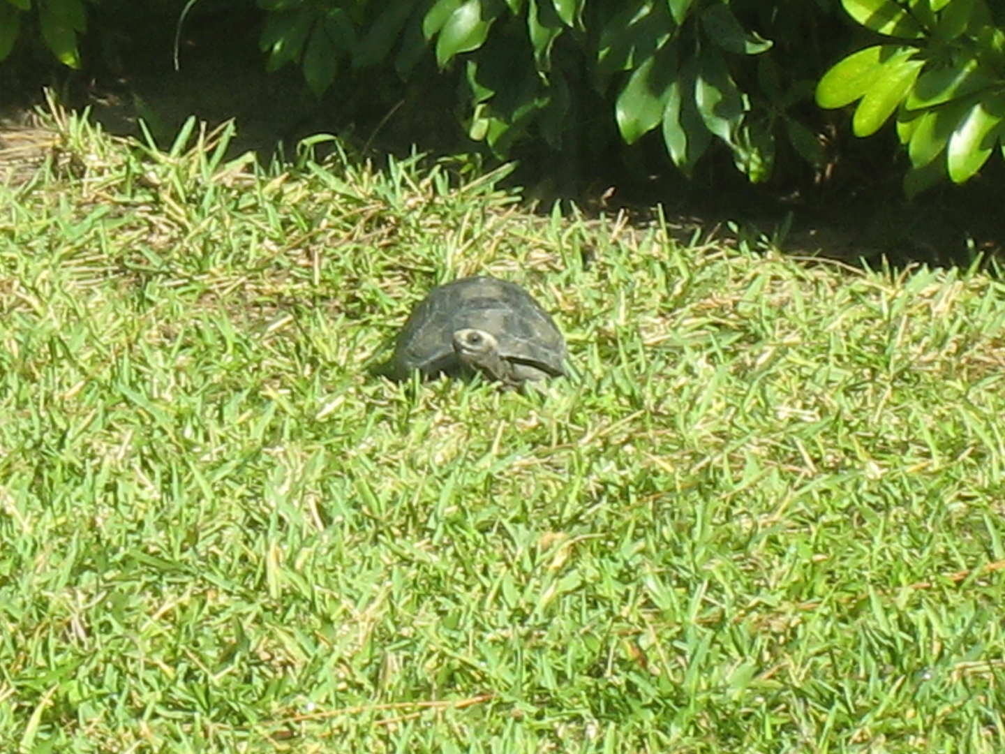 ALDABRA BREEDER