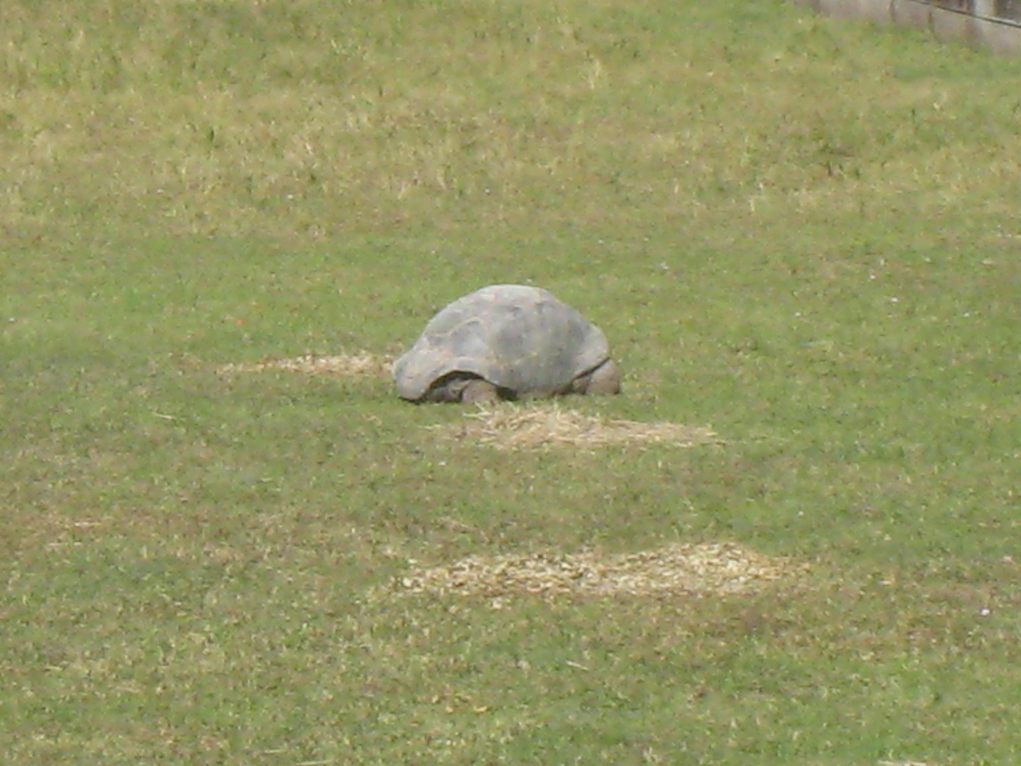 ALDABRA BREEDER
