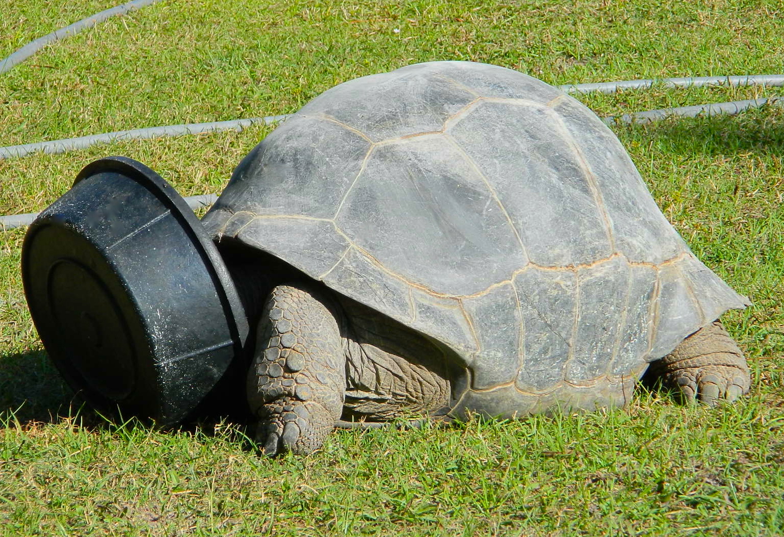 ALDABRA BREEDER
