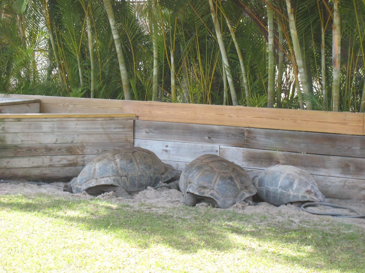 ALDABRA BREEDER