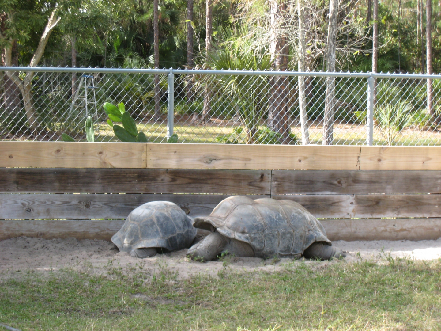 ALDABRA BREEDER
