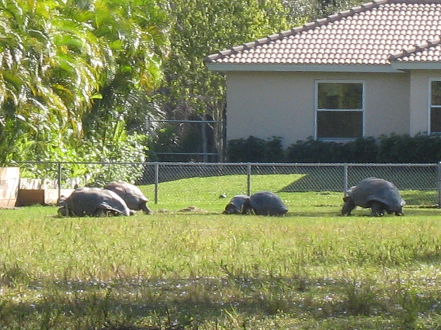 ALDABRA BREEDER