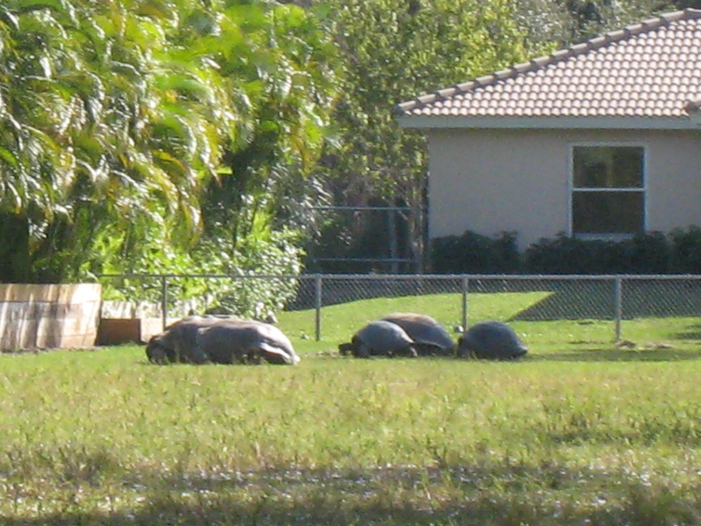 ALDABRA BREEDER