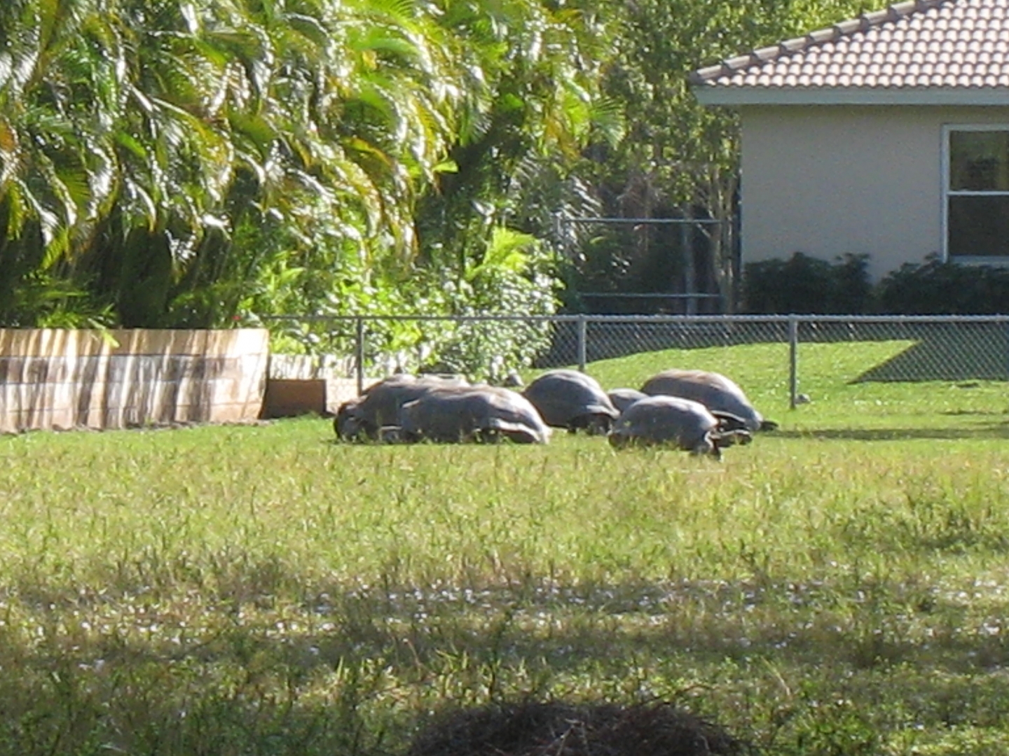 ALDABRA BREEDER