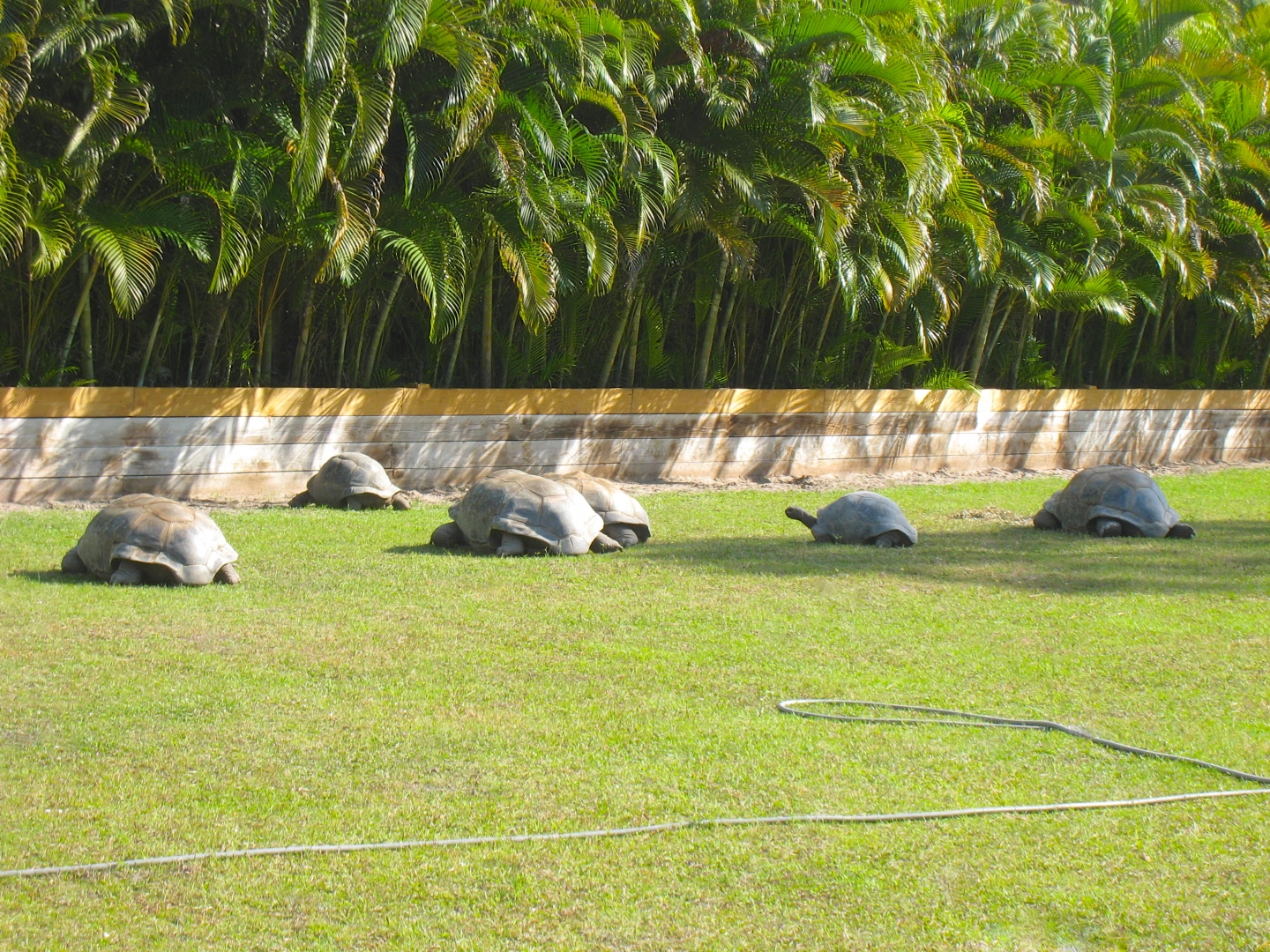 ALDABRA BREEDER