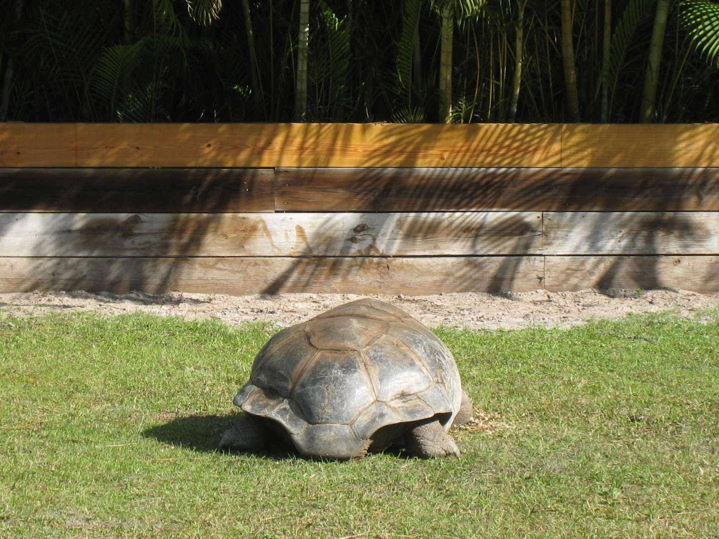 ALDABRA BREEDER