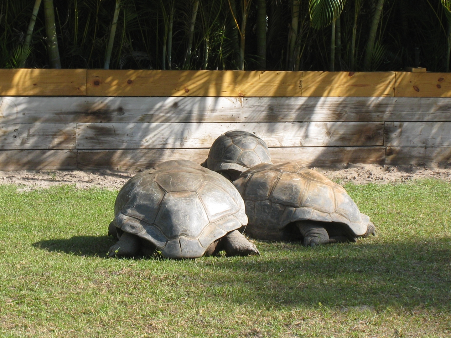 ALDABRA BREEDER