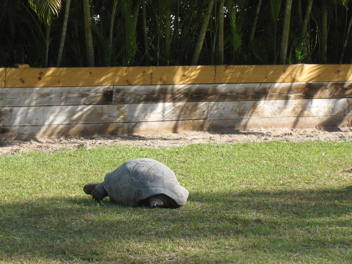 ALDABRA BREEDER