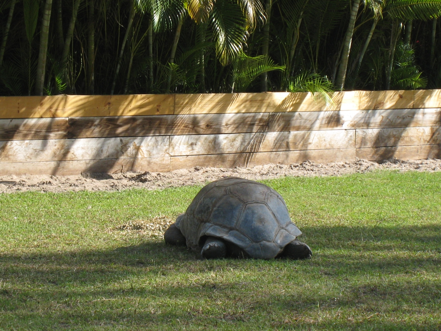 ALDABRA BREEDER