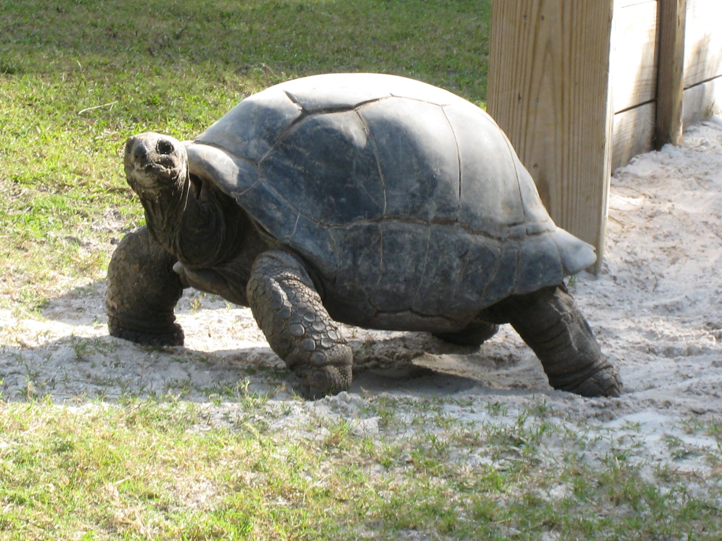 ALDABRA BREEDER