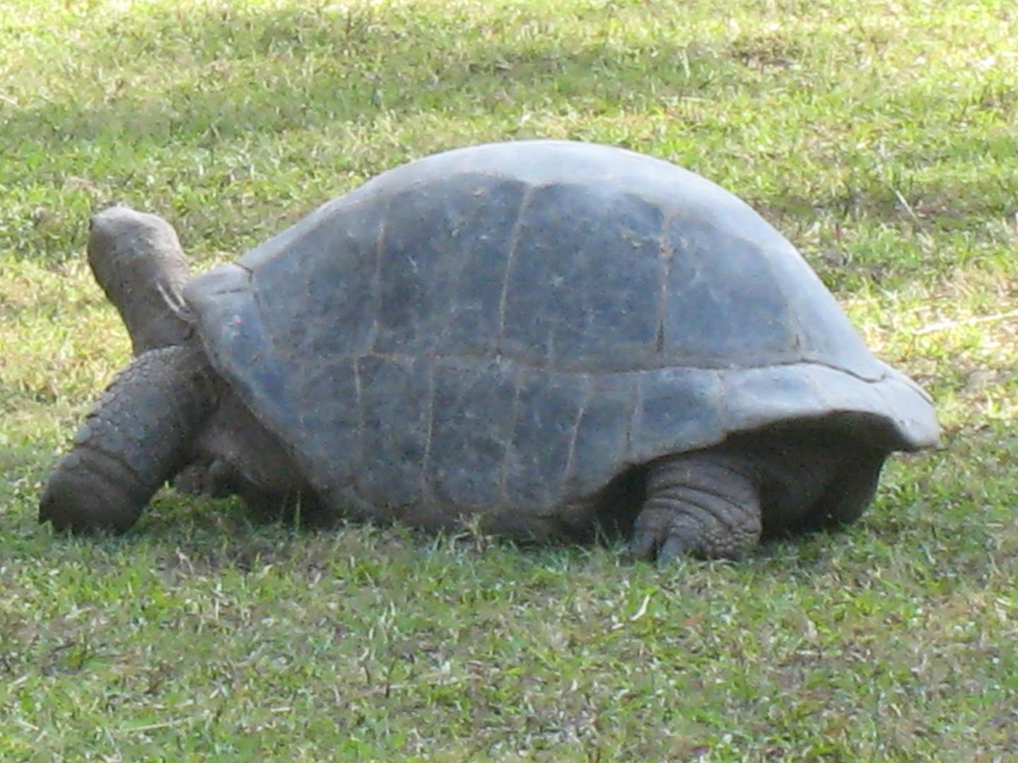 ALDABRA BREEDER