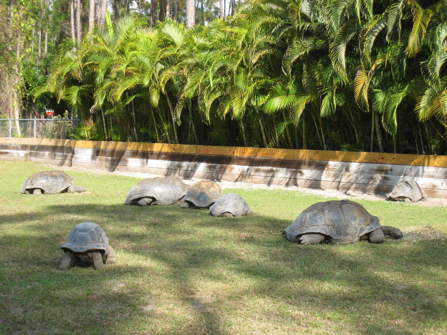 ALDABRA BREEDER