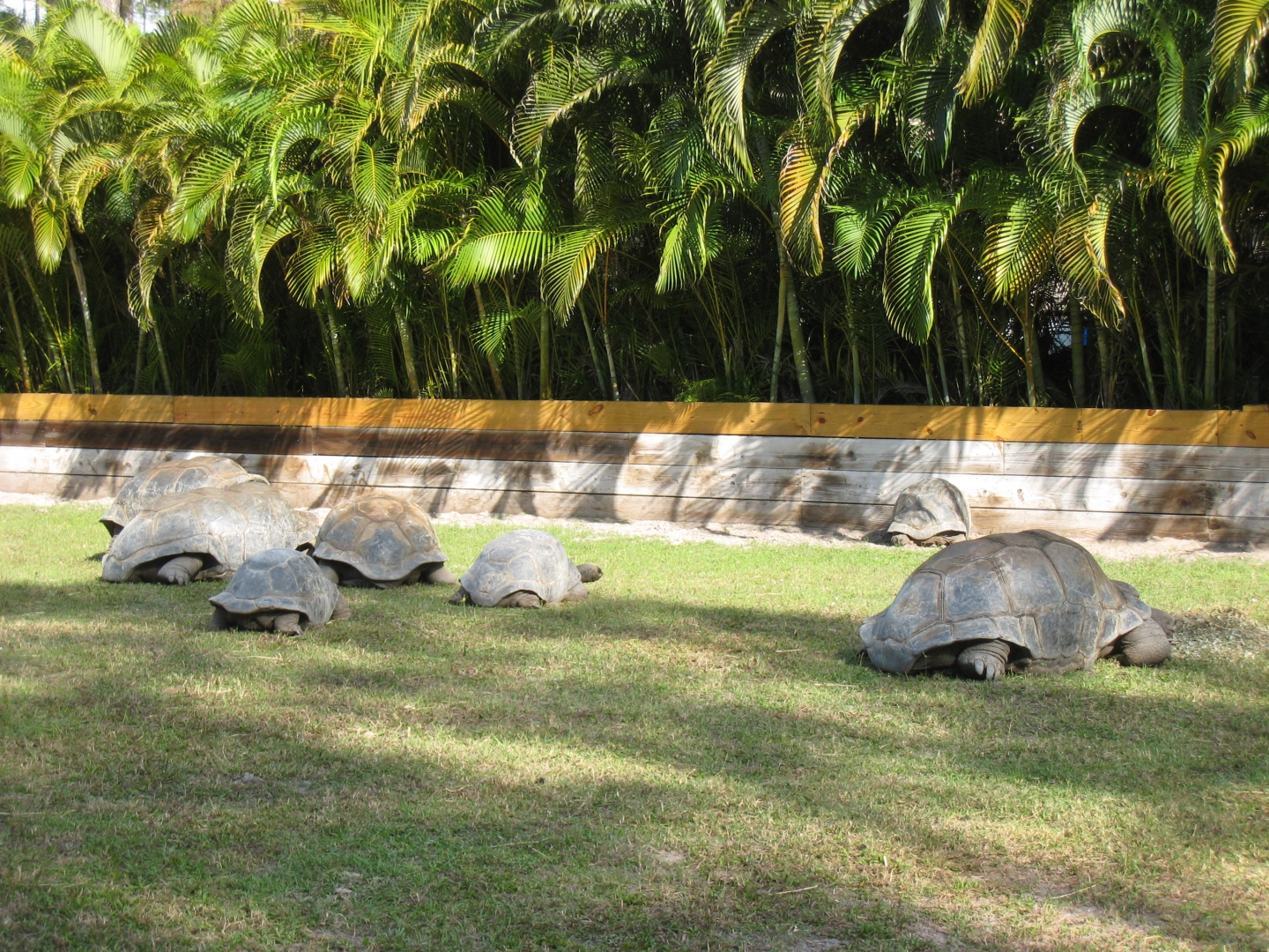 ALDABRA BREEDER