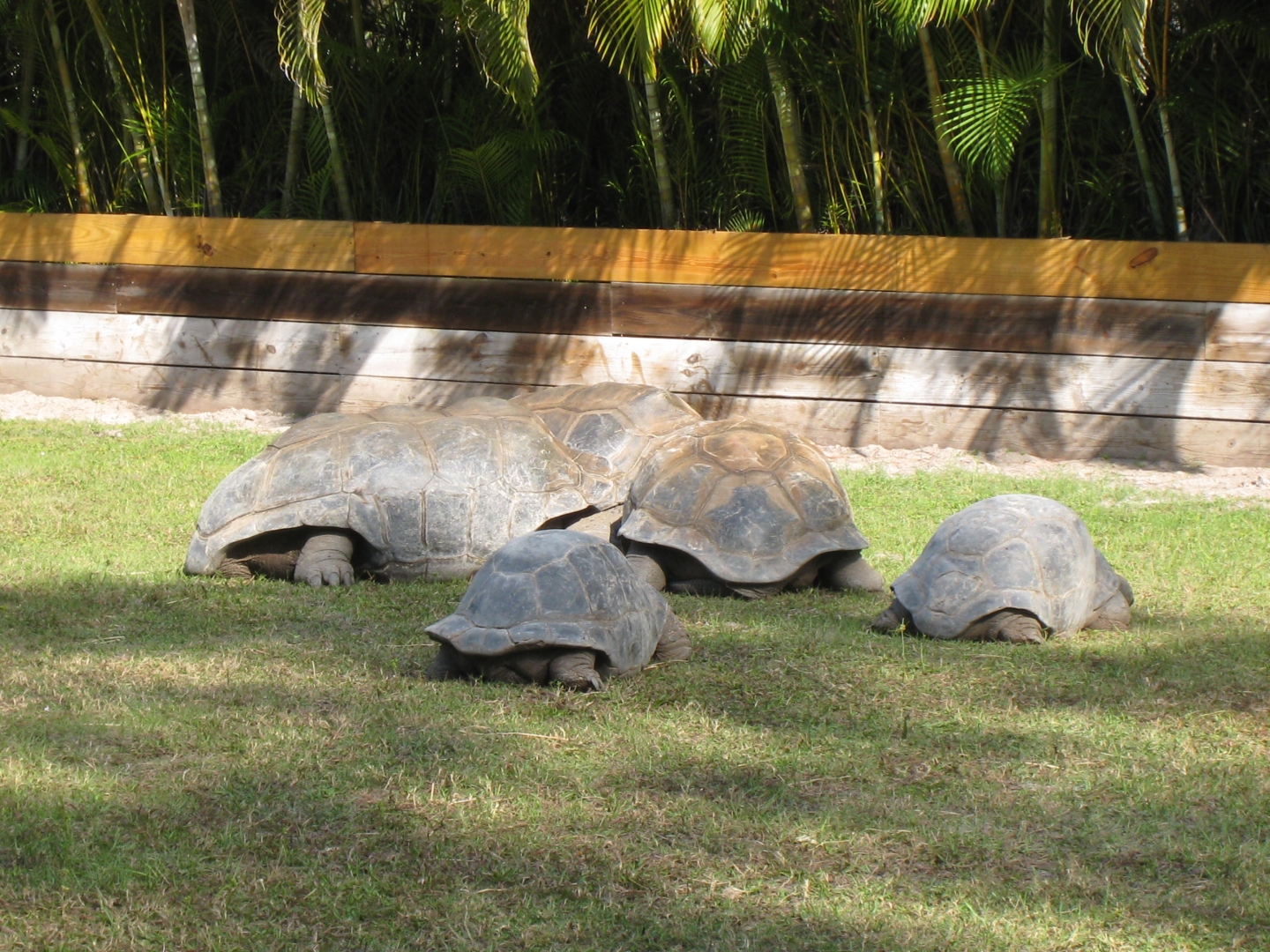 ALDABRA BREEDER