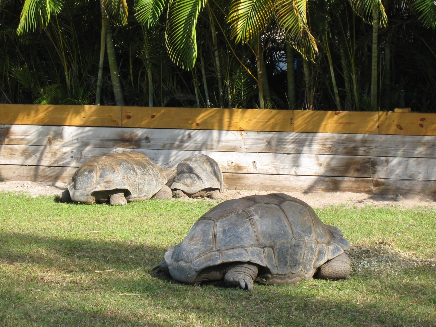 ALDABRA BREEDER