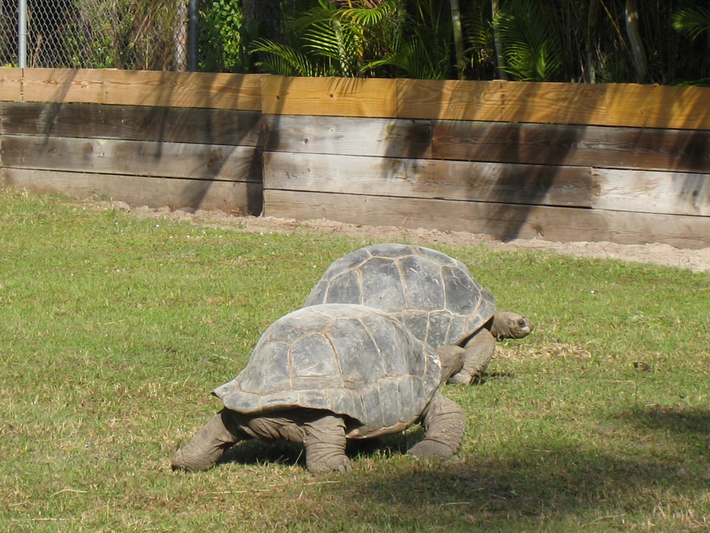 ALDABRA BREEDER