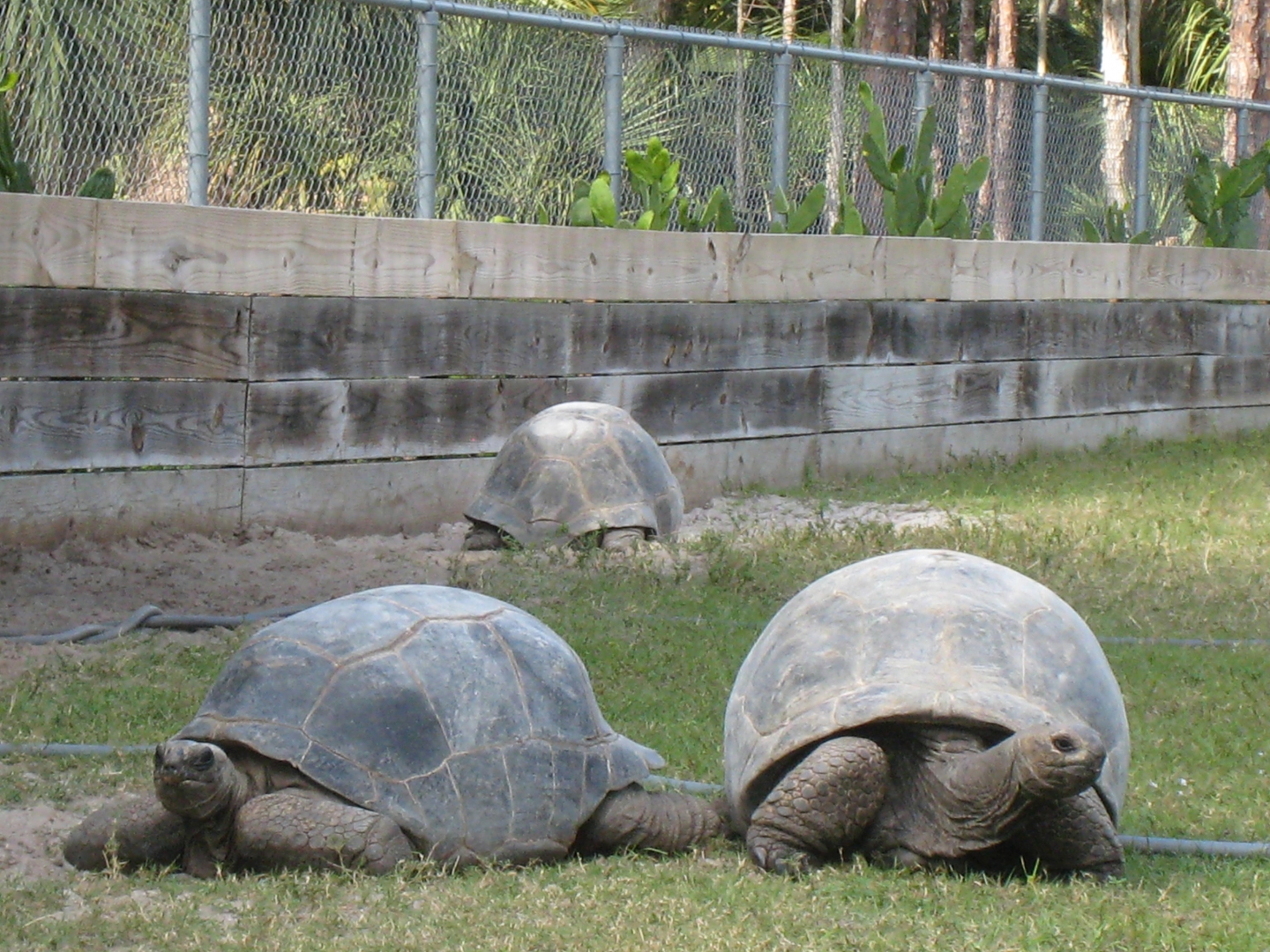 ALDABRA BREEDER