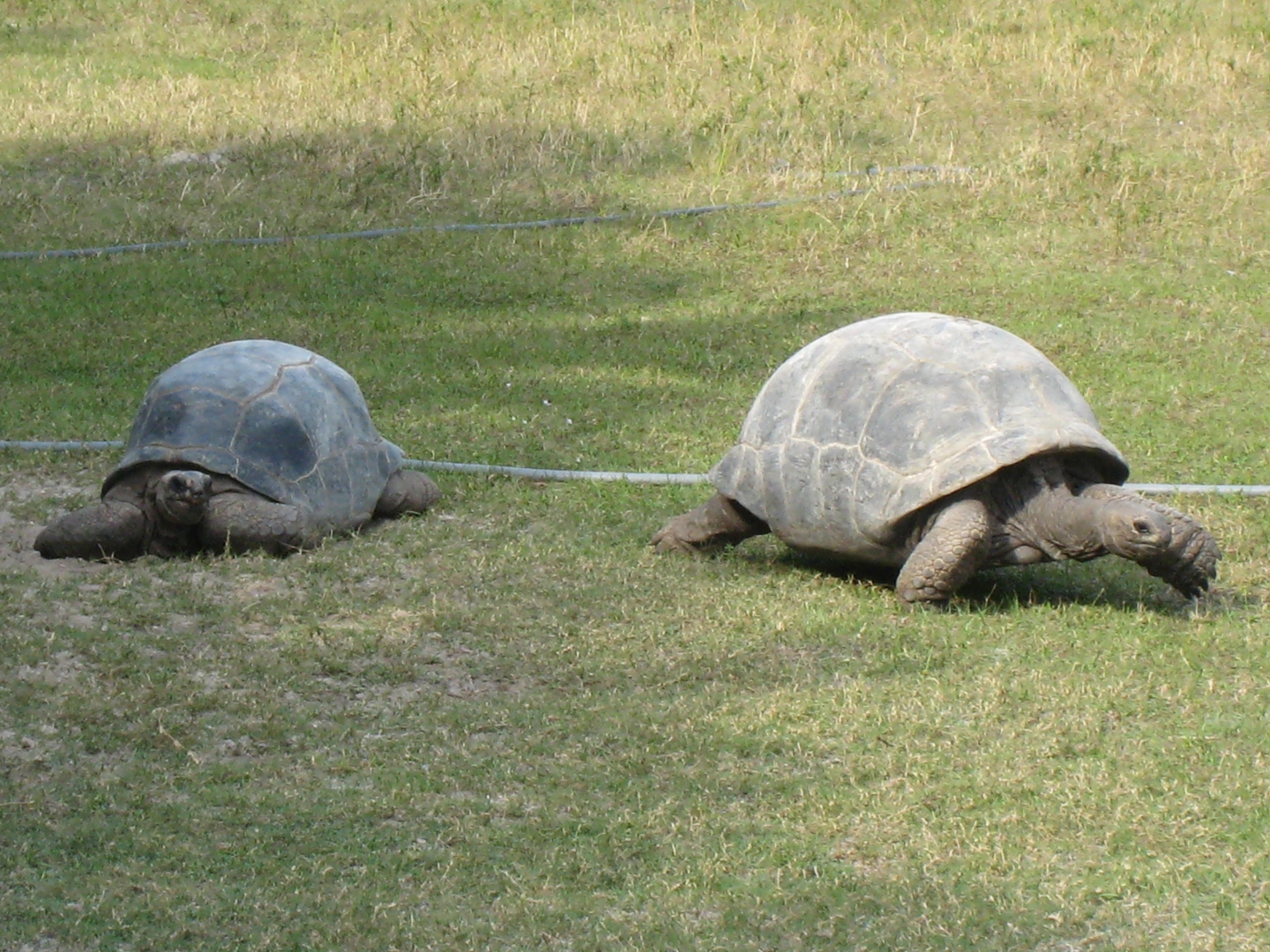 ALDABRA BREEDER